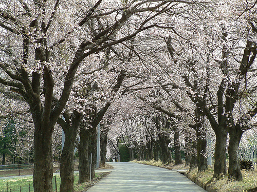 桜並木（真原の桜並木）